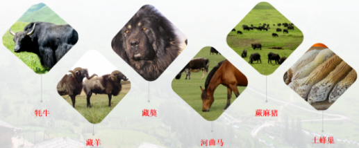 【甘南政府招商推介】搶占綠色崛起制高點，加快創建國家全域旅游示范區