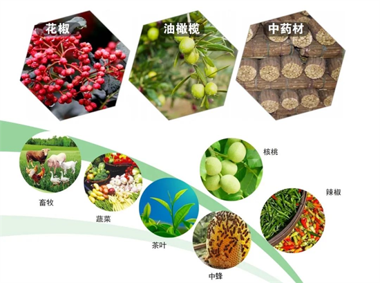 集團全力助推甘肅隴南武都區委托招商引資，將地域資源優勢轉化為經濟發展新動能