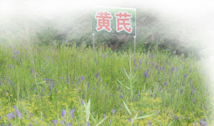 集團全力助推陜西榆林子洲縣委托招商引資，打造特色產業集聚地